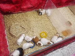 -上海大自然野生昆虫馆(东方明珠·爬宠昆虫探索中心)
