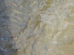 -海珠湖公园