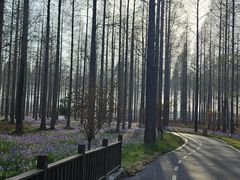 -黄海国家森林公园