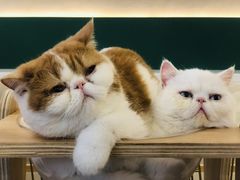 -飞行喵MR PILOT|猫舍·猫咖(静安大融城店)