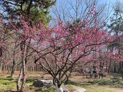 -上海海湾国家森林公园