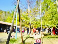 -千年银杏谷文化旅游区