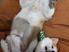 -逗柴咖啡屋·狗咖猫咖宠物桌游