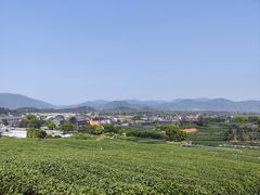 -龙坞茶村