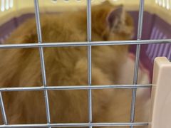 -瑞派康怡24h宠物医院·犬猫医疗中心·微创绝育(瑞景分院)