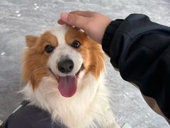 -芭比堂动物医院·CT·微创中心(新顺分院)