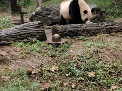 -都江堰中华大熊猫苑