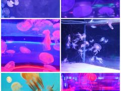 -左海海底世界