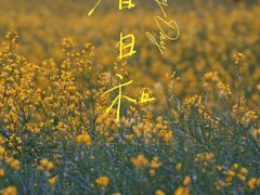 -光明小镇欢乐田园