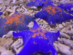 -青岛海底世界-水族馆
