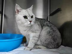 -纳吉亚猫专科动物医院·北北分院