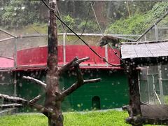 -深圳野生动物园