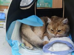 -联合动物医院(光谷诊疗中心)