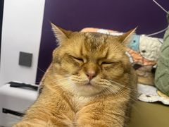 -御宝贝·A梦猫科宠物医院(国际猫友好医院)