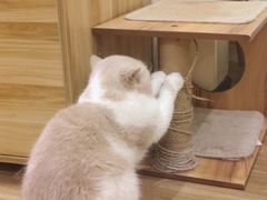 -滚猫咖啡·猫咖·猫友好撸猫(未来城店)