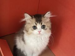 -momokira米努特·德文卷毛猫·棉花面纱犬