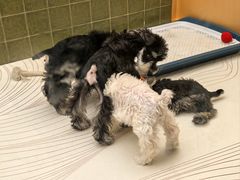 -帕帕拉兹宠物(亚洲旗舰店)