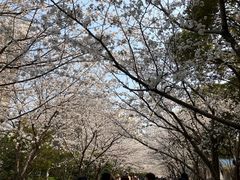 -高东镇樱花园