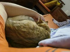 -东方名猫馆·英短金渐层布偶猫舍(环线广场1号楼店)