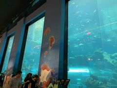-乐从天佑城海洋馆