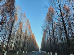 -黄海国家森林公园