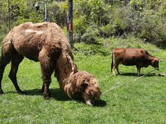 -武陵山森林公园