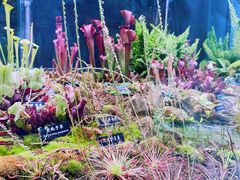 -中国科学院西双版纳热带植物园