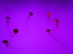 -沈阳海洋探索中心