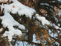 -长白岛森林公园