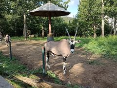 -大连森林动物园