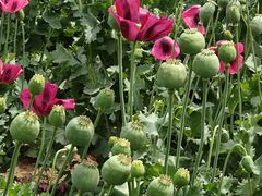 -国家植物园南园