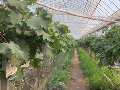 -马陆小张葡萄园农家乐