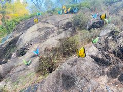 -汕尾铜鼎山旅游区