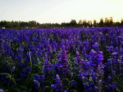 android_upload_pic-赛汗塔拉风情园