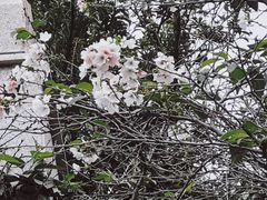 -武汉大学-樱园