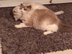 -糯米喵星人总部直营旗舰店·猫舍·幼猫出售
