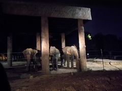 -清迈夜间动物园
