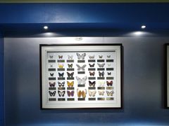 -上海昆虫博物馆