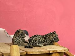 -北京野生动物园