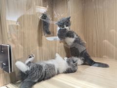 -屋虎猫馆(宝安大仟里店)