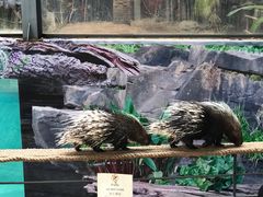 -清迈夜间动物园