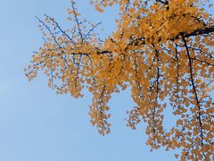 -三里屯东五街银杏大道