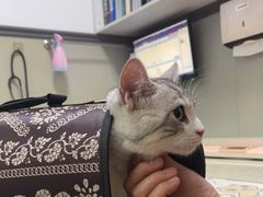 -伟伟宠物医院·瑞派猫友好医院·猫科(光谷店)