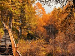 -苏木山森林公园