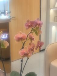 -Yestar 嘉兴艺星医疗美容医院
