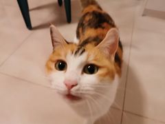 -FAELING PETS美天灵宠物(富力广场店)
