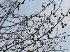 -永定河休闲森林公园