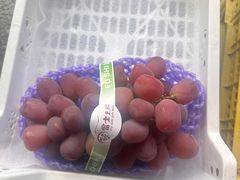 -马陆小张葡萄园农家乐