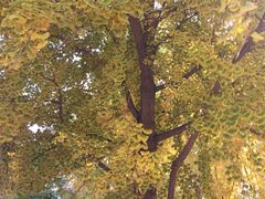 -辽宁大学(崇山校区)