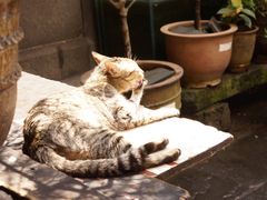 喵-龙姐私房菜(和顺古镇店)